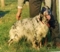 Setter Anglais ZAR DEI LADERCHI Setter Anglais ZAR DEI LADERCHI